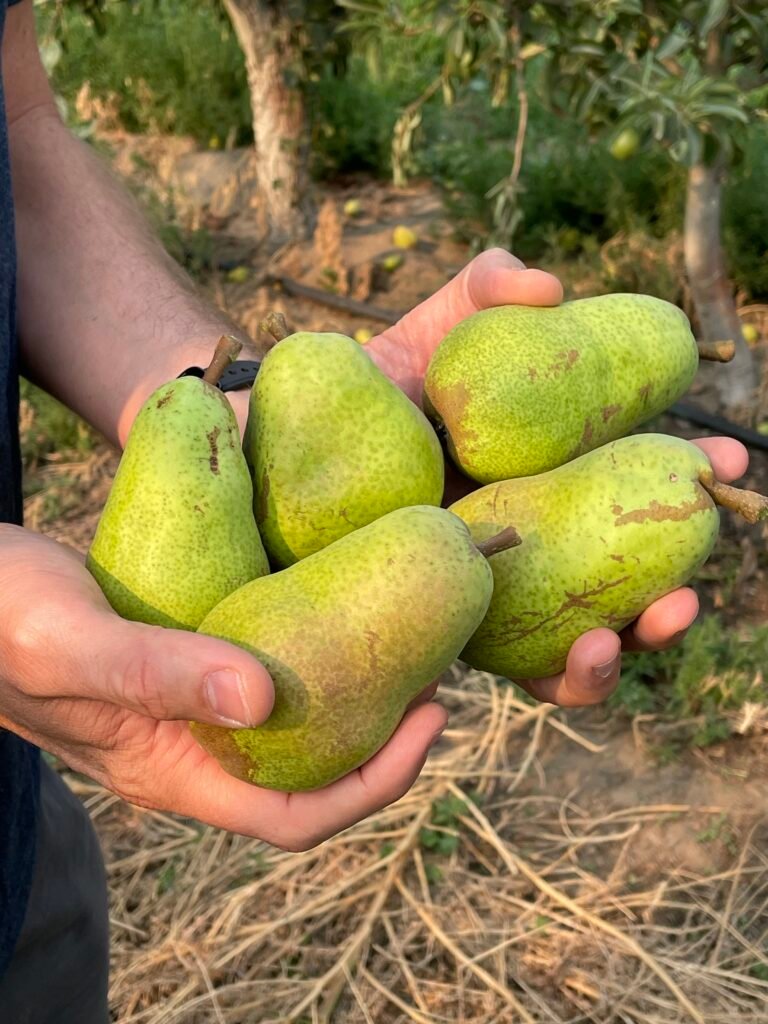 Growing Fruit in Idaho’s Cold Mountain Towns