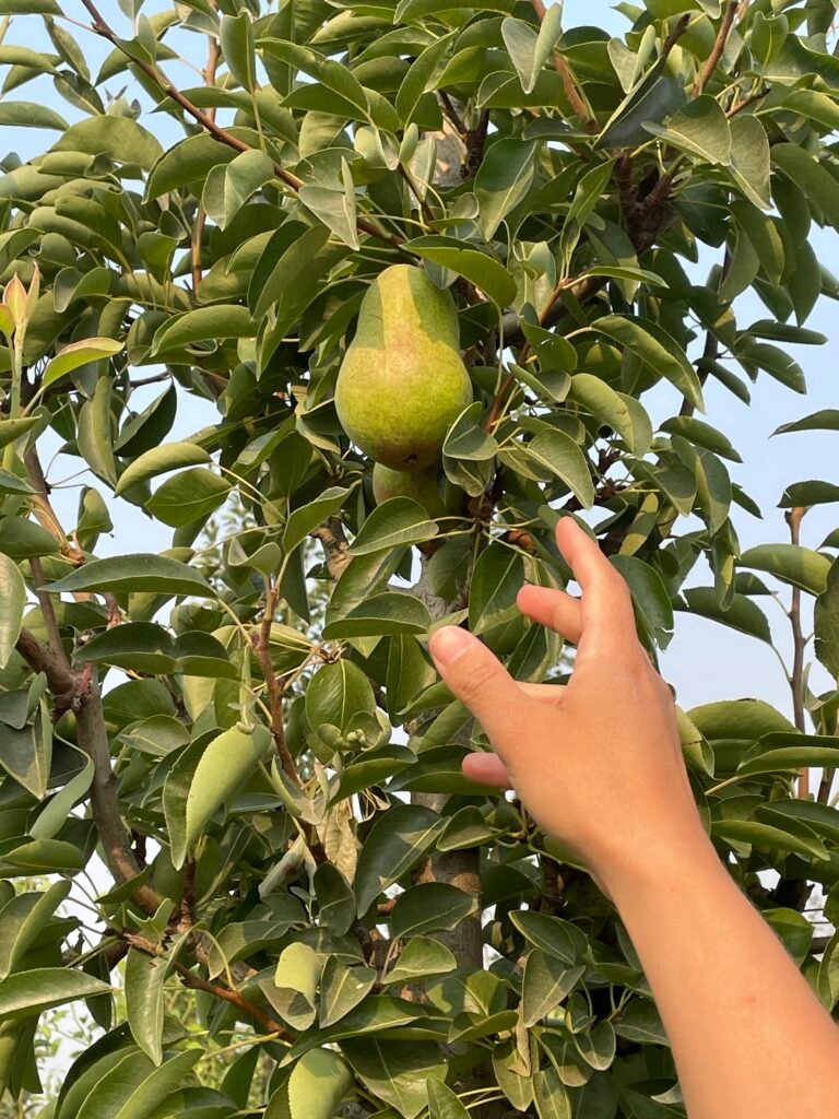 The Best Fruit Trees for the Treasure Valley — And Why Most Nurseries Don’t Carry Them
