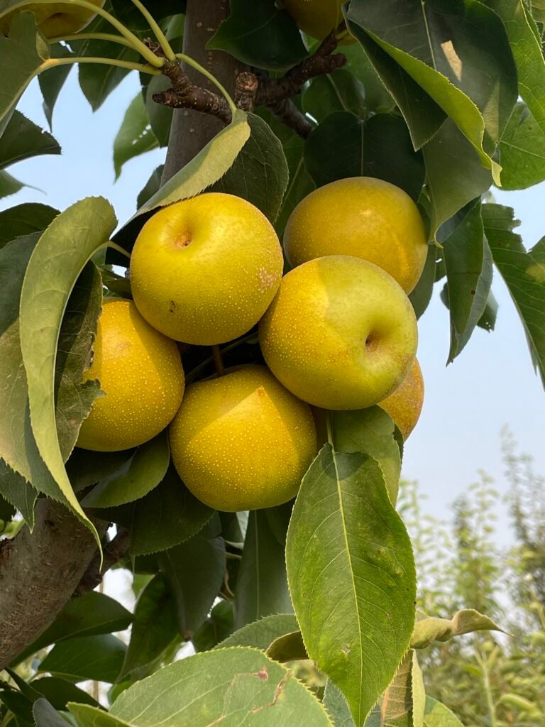 How to Build a Water-Wise Food Forest in the Treasure Valley — Without Starting from Scratch