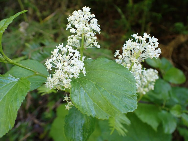 Tiny Flowers, Big Impact: The Hidden Insect Allies in Your Permaculture Orchard